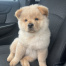 {petName}, a Golden, Tan Chow Chow Dog
