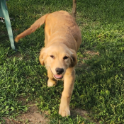 Simba Garcia, a Golden Golden Retriever Dog