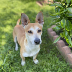 {petName}, a Unknown Chihuahua Dog