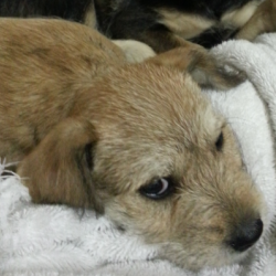 {petName}, a Unknown SCHNAUZER MIN Dog