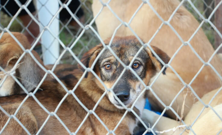 Dog behind fence at shelter